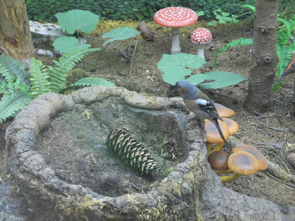 Museo naturalistico &lsquo;Patrizio Rigoni&rsquo; di Asiago
