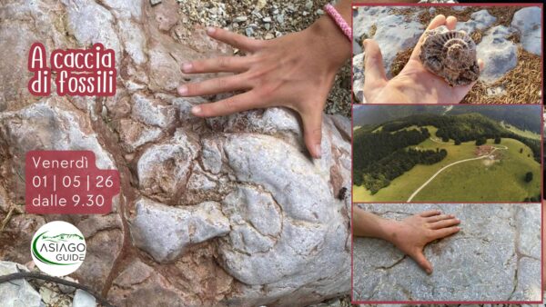 S11 A caccia di fossili