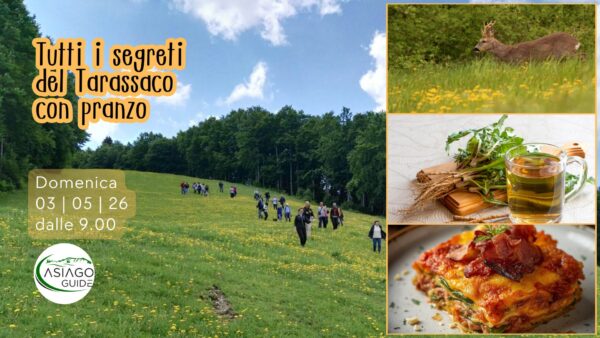 S13 Tutti i segreti del Tarassaco con pranzo a Campomezzavia