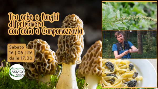 S16 Tra erbe e funghi di primavera con cena a Campomezzavia