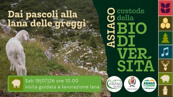 A04 Dai pascoli alla lana delle greggi