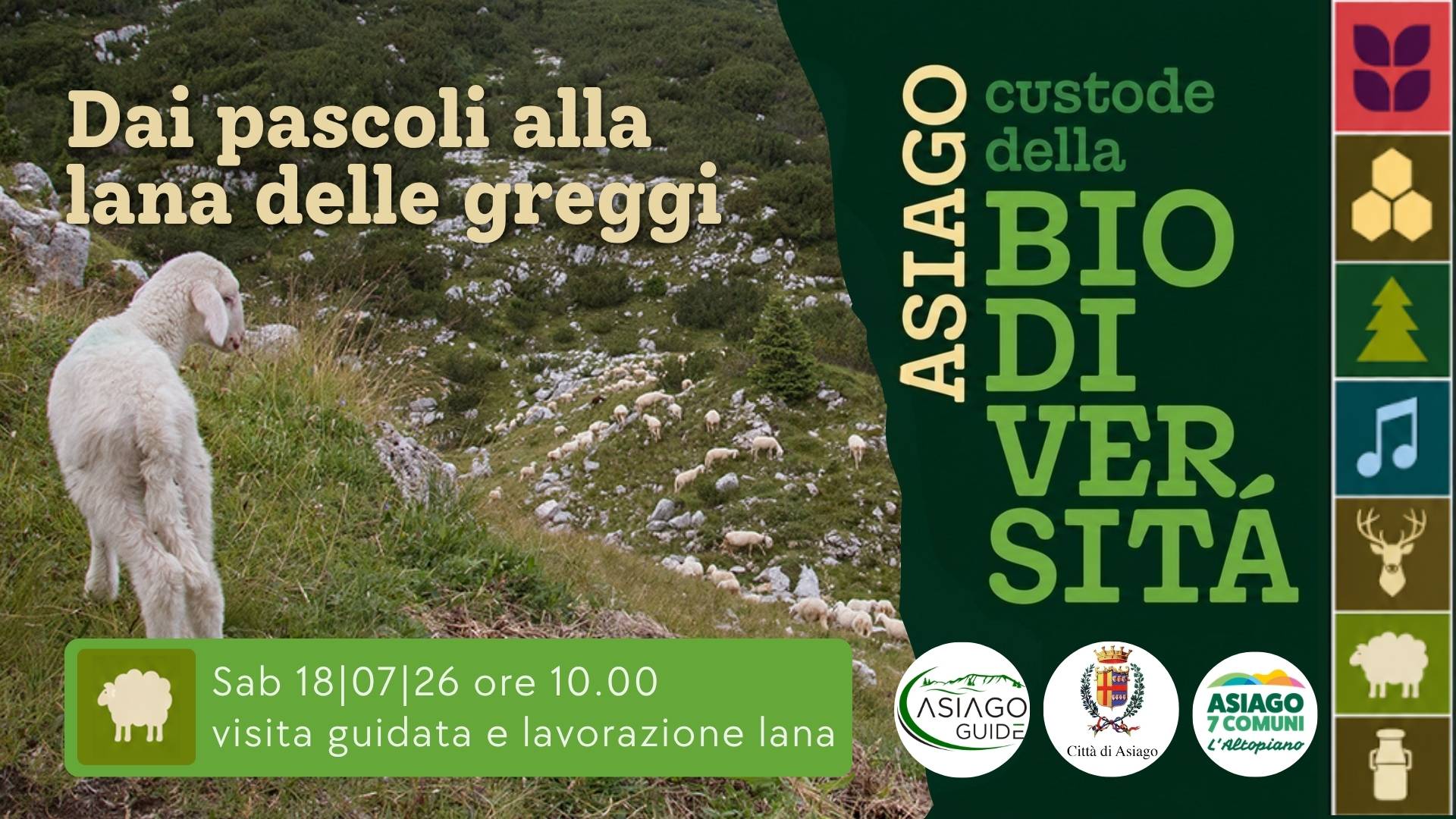 A04 Dai pascoli alla lana delle greggi