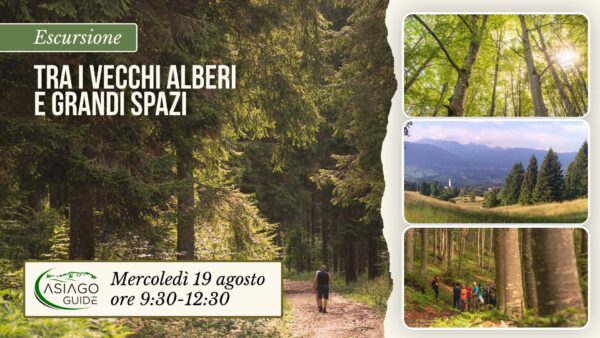 E23 Tra i vecchi alberi e grandi spazi